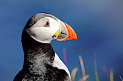 Portrait of a Puffin - Staffa - Scotland Photograph by Jason Politte