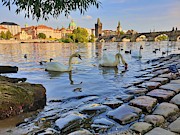 Prague Swans Photograph by Andrea Whitaker