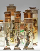 Preserved Common Green Forest Lizard Specimen Photograph by Science Photo Library