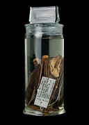 Preserved Egyptian Fruit Bat Photograph by Science Photo Library