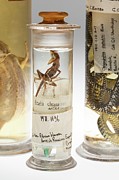 Preserved Goldenscale Anole Specimen Photograph by Science Photo Library