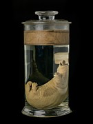 Preserved Platypus Specimen Photograph by Science Photo Library