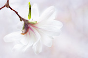 Pretty in Pastel Star Magnolia Photograph by Anita Pollak