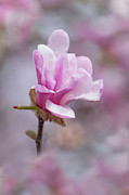 Pretty in Pink Photograph by Amfmgirl Photography