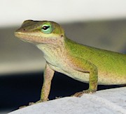 Pretty Peepers Photograph by Karen Stansberry Pretty Peepers Photograph by Karen Stansberry