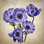 Pretty Periwinkle Poppies Digital Art by Lois Bryan