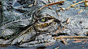 Primeval Eye Photograph by Michael Allard
