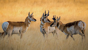 Pronghorn Morning Meeting Photograph by Gary Kochel