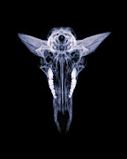 Pronghorn x-ray 04 Photograph by Rob Graham