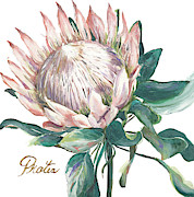 Protea I Mixed Media by Patricia Pinto Protea I Mixed Media by Patricia Pinto