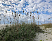 Protecting Our Sand Dunes Photograph by Dennis Schmidt