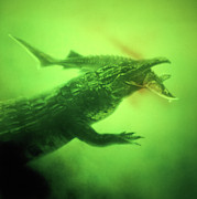 Proterosuchus capturing a fish Photograph by Warren Photographic