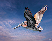 Proud Pelican Photograph by Endre Balogh