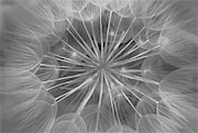 Psychedelic Nature  Photograph by Andrea Kollo