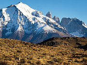 Puma Sighting In The Grand Landscape Photograph by Ralph Lee Hopkins