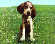 Puppy in A Big Green Field Drawing by CSA Images Puppy in A Big Green Field Drawing by CSA Images