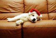 Puppy Wears A Christmas Hat, Lounges On Photograph by Karina Santos