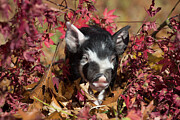 Purebred Berkshire Piglet In Oak Leaves, Smithfield, Rhode Photograph by Lynn M Stone / Naturepl.com
