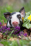 Purebred Berkshire Piglet In Spring Grass, Dandelions And Photograph by Lynn M Stone / Naturepl.com