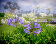 Purple Flowers in San Diego Photograph by Ken Johnson Purple Flowers in San Diego Photograph by Ken Johnson