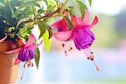 Purple flowers Photograph by Top Wallpapers Purple flowers Photograph by Top Wallpapers