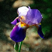 Purple Iris Digital Art by Vallee Johnson