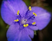 Purple Majesty  Photograph by John Benedict