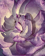 Purple Petals Photograph by Stefano Senise Purple Petals Photograph by Stefano Senise