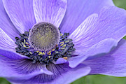 Purple Poppy  Photograph by Karen Leigh