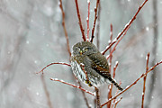 Pygmy Photograph by Ronnie And Frances Howard