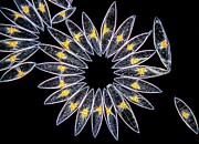 Pyrocystis Lunula Dinoflagellates Photograph by Science Photo Library