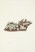 Pyxie. Pyxidanthera Barbulata Painting by Mary Vaux Walcott Pyxie. Pyxidanthera Barbulata Painting by Mary Vaux Walcott