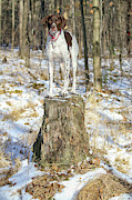 Queen of the Stump Photograph by Brook Burling
