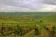 Rain on the Vineyards, Tuscany Photograph by Mark Duehmig Rain on the Vineyards, Tuscany Photograph by Mark Duehmig