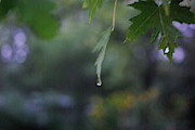 Raining Photograph by Frank J Casella