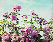 Ramblin' Rose Photograph by Lupen Grainne
