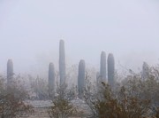 Rare Desert Fog Photograph by Judy Kennedy