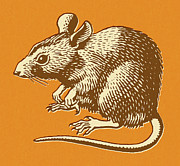 Rat on Orange Background Drawing by CSA Images Rat on Orange Background Drawing by CSA Images