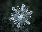 Real snowflake - 04-Feb-2018 - 1 Photograph by Alexey Kljatov