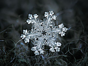 Real snowflake - 26-Dec-2018 - 1 Photograph by Alexey Kljatov