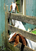 Really Gets My Goat Photograph by Linda Stern