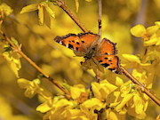 Red Admiral Photograph by Mark Mille Red Admiral Photograph by Mark Mille