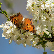 Red Admiral, White Photograph by Mark Mille Red Admiral, White Photograph by Mark Mille