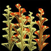 Red and Gold Floral Painting by Lucy Arnold