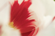 Red and White Tulip  Photograph by Jeff Folger