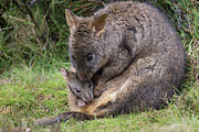 Red Bellied Pademelon And Joey Photograph by Suzi Eszterhas