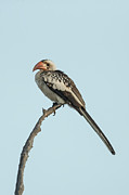 Red- Billed Hornbill, Tockus Photograph by Sarah Darnell