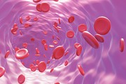 Red Blood Cells Flowing Through A Blood Vessel Photograph by Science Photo Library