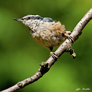 Red Breasted Nuthatch Photograph by Jeff Goulden Red Breasted Nuthatch Photograph by Jeff Goulden