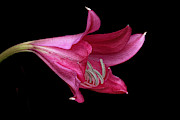 Red Easter Lily Photograph by Ken Barrett